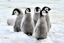 Απειλούμενο είδος οι αυτοκρατορικοί πιγκουίνοι λόγω της κλιματικής αλλαγής