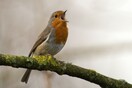 Τα πουλιά και το κελάηδισμα τους βοηθούν την ψυχική υγεία