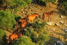 Αγρίνιο: Άγνωστοι πυροβόλησαν και σκότωσαν τρία άγρια άλογα
