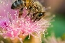 Παίζουν οι μέλισσες «σαν κουτάβια»; Μια ευφάνταστη έρευνα αποκάλυψε κάτι εντελώς απροσδόκητο