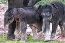 Δίδυμοι ελέφαντες γεννήθηκαν σε ζωολογικό κήπο- Έπειτα από 10 ώρες ο δεύτερος, αιφνιδίασε