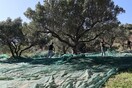 Ωφελούμενοι του ΚΕΘΕΑ μαζεύουν τις ελιές του Δήμου Ηρακλείου 