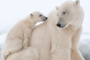 Συγκατοικώντας με πολικές αρκούδες: Ξενάγηση στην άκρη της Αρκτικής