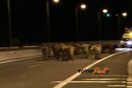 Ιωάννινα: Κλειστή και στα δύο ρεύματα η Εγνατία Οδός - Γέμισε με αγελάδες μετά από εκτροπής φορτηγού