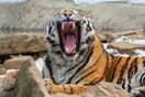 Τίγρης της Σιβηρίας κατακρεούργησε μεγάλη αρκούδα σε φυσικό πάρκο 
