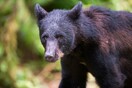 ΗΠΑ: Οι μαύρες αρκούδες έχουν αρχίσει να «κοκκινίζουν» εξαιτίας μιας μετάλλαξης