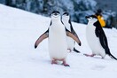 Έρευνα: Τα 2/3 των ειδών της Ανταρκτικής απειλούνται με εξαφάνιση μέχρι το 2100