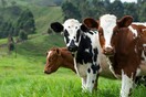 Κινέζοι επιστήμονες κλωνοποίησαν 3 εξαιρετικά παραγωγικές «σούπερ αγελάδες»