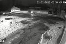Οδηγός εγκατέλειψε σκύλο στα χιόνια- Γυρνούσε σαν χαμένος, τον χτύπησε αυτοκίνητο