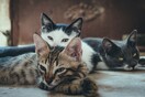 Βιετνάμ: Θανάτωσαν 2.000 γάτες για να φτιάξουν γιατροσόφια