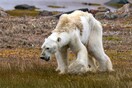 Κλιματική κρίση: Η αύξηση θερμοκρασίας στην Αρκτική θα είναι ταχύτερη απ' ότι προβλέπεται
