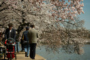 Οι 3.700 κερασιές της Ουάσιγκτον έφτασαν στην κορύφωση της ανθοφορίας τους