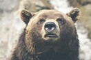 Νεκρός δρομέας από επίθεση αρκούδας-Την αναζητούν για να την σκοτώσουν