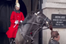 Βρετανία: Άλογο της βασιλικής φρουράς δάγκωσε την κοτσίδα τουρίστριας