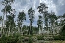 Τους ήχους που παράγει το μεγαλύτερο δέντρο στον κόσμο κατέγραψαν ερευνητές