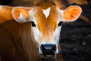 Θανατηφόρα νόσος πλήττει τα βοοειδή στη νότια Ευρώπη