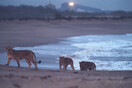 Τα λιοντάρια της Ινδίας προτιμούν πλέον την παραλία και όχι τη ζούγκλα