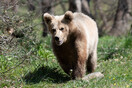 Φλώρινα: Πίσω στον Αρκτούρο η αρκούδα «Θωμάς» - Δεν κατάφερε να επιστρέψει στη φύση
