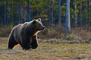 Τρίκαλα: Αρκούδα κάνει βόλτα στο χωριό της Κρανιάς