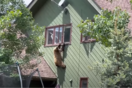 Αρκούδα εισέβαλε σε σπίτι και επιχείρηση να «δραπετεύσει» μέσω παραθύρου 