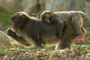 Η Σρι Λάνκα ανακαλεί την πώληση μαϊμούδων στην Κίνα για να μην φαγωθούν ή χρησιμοποιηθούν σε πειράματα