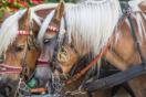 «Τέλος στις άμαξες της ντροπής»- Συγκέντρωση διαμαρτυρίας στα Χανιά για την εκμετάλλευση των αλόγων 
