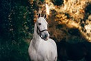 Χανιά: Νεκρό άλογο που αφέθηκε δεμένο και χωρίς νερό σε χωράφι