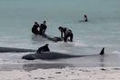 Αυστραλία: Περίπου 100 φάλαινες ξεβράστηκαν σε παραλία - Νεκρές οι περισσότερες