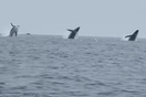 Σαν συγχρονισμένη κολύμβηση: Η στιγμή που τρεις φάλαινες βουτούν ταυτόχρονα