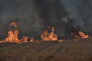 Φωτιές: Καμένα δέντρα και νεκρά ζώα σε Ρόδο και Θεσσαλία- Τα πρώτα στοιχεία
