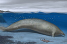 Αυτή η φάλαινα είναι το βαρύτερο ζώο που έχει καταγραφεί ποτέ 