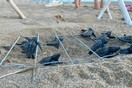 Παγκόσμιο ρεκόρ καταγεγραμμένης ωοτοκίας για χελώνα καρέτα-καρέτα στη Ζάκυνθο
