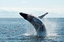 Αυστραλία: Φάλαινα συγκρούστηκε με σκάφος- Ένας νεκρός