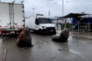 Χιλή: Θαλάσσια λιοντάρια και γλάροι σε διαμαρτυρία ψαράδων