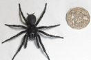 Bρέθηκε η μεγαλύτερη και πιο δηλητηριώδης αράχνη στον κόσμο