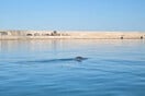 Φώκιες εθεάθησαν να κολυμπούν σήμερα στο λιμάνι του Ηρακλείου
