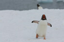 Ανιχνεύτηκε γρίπη των πτηνών σε πιγκουίνους στην Ανταρκτική