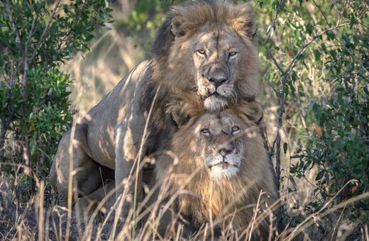 Δαιμονισμένα ή επηρεασμένα από γκέι ζευγάρι - Αυτό ισχυρίστηκε αξιωματούχος για τα αρσενικά λιοντάρια στην Κένυα