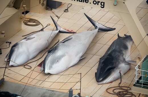 Αντιδράσεις για την συνέχιση της φαλαινοθηρίας στην Ιαπωνία - Σφαγιάσαν πάνω από 120 έγκυες ρυγχοφάλαινες