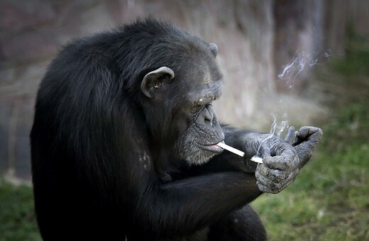 Η εξοργιστική εικόνα του χιμπατζή που καπνίζει ένα πακέτο την ημέρα για να γίνει θέαμα σε ζωολογικό κήπο