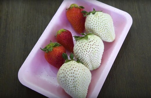Καλλιεργώντας τις σπάνιες, λευκές ιαπωνικές φράουλες