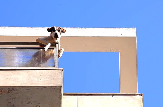 Αθήνα: Η πόλη των αδέσποτων σκύλων (και φίλων)