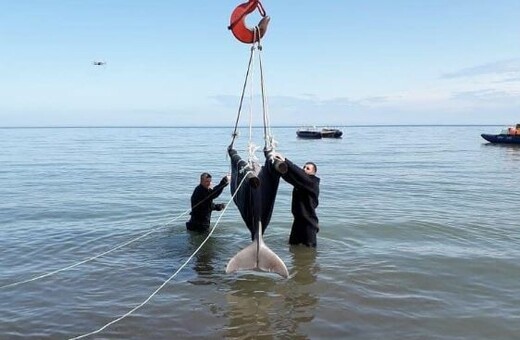 Απελευθερώθηκαν και οι τελευταίες όρκες από την «φυλακή των κητών» - Παραμένουν αιχμάλωτες 75 φάλαινες μπελούγκα