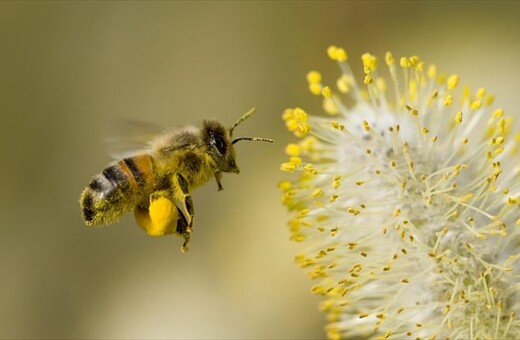 Γιατί εξαφανίστηκαν 500 εκατομμύρια μέλισσες στην Βραζιλία μέσα στο τελευταίο τρίμηνο;