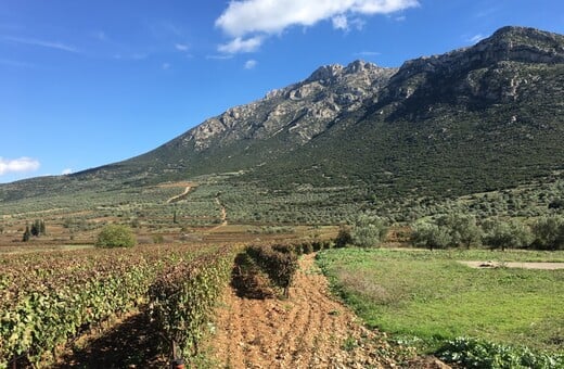 Το Ελληνικό Sideways είναι στη Νεμέα: 6 πολύτιμες πληροφορίες για να ταξιδέψετε στα οινοποιεία της περιοχής