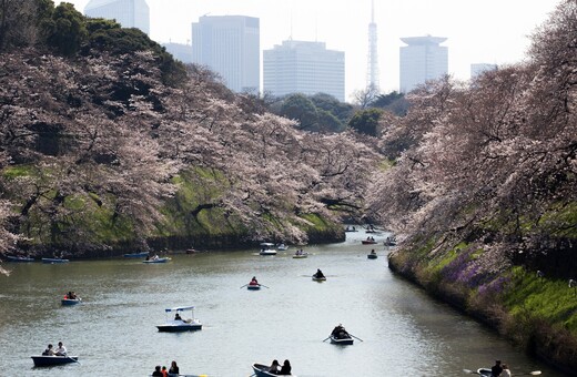 Άνθισαν οι πρώτες κερασιές στην Ιαπωνία - Η άνοιξη μεταμορφώνει μαγικά το Τόκιο