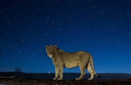 Τα άγρια πλάσματα της Αφρικής φωτογραφημένα με θεαματικό τρόπο τη νύχτα