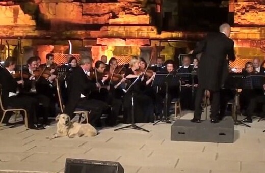 Η τέλεια στιγμή που ένας αδέσποτος σκύλος ανεβαίνει σε σκηνή ενώ ορχήστρα παίζει κλασσική μουσική