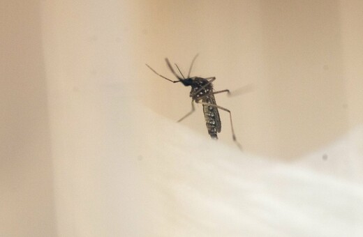Κυνηγήστε τα κουνούπια- το θυμούνται και μετά σας αποφεύγουν, λένε οι επιστήμονες