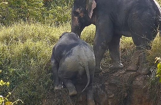 Η μεγάλη απόδραση: Ελέφαντες βοηθούν ο ένας τον άλλον να βγουν από λάκκο [ΒΙΝΤΕΟ]